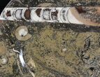 Fossil Orthoceras & Goniatite Plate - Stoneware #40524-1